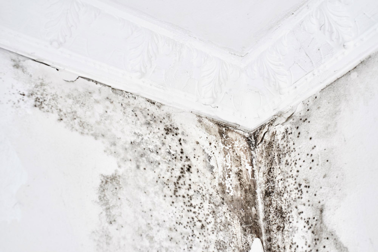 Water Damage Cleanup Company in Aspen | Helpers Restoration